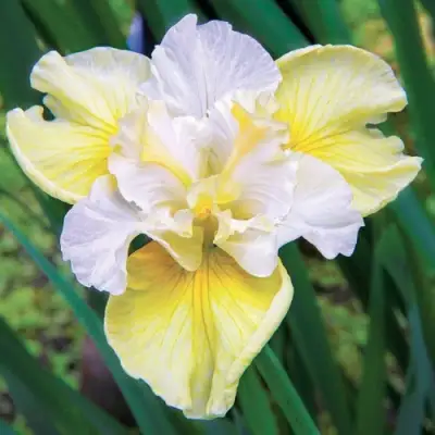 Ирис ЙЕЛЛОУ ТЕЙЛ сибирский в Слуцке