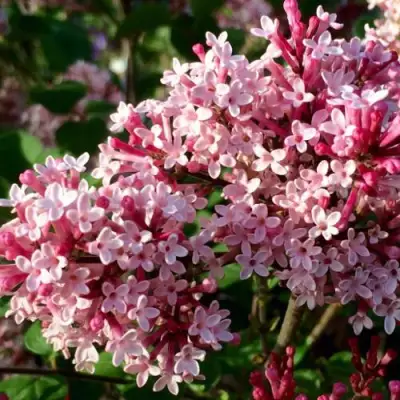 Сирень РЕД ПИКСИ в Слуцке