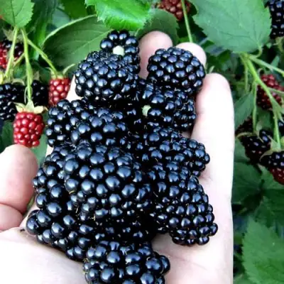 Ежевика ПОЛАР бесшипная  в Слуцке