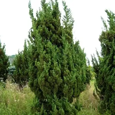 Можжевельник КАЙЗУКА китайский в Слуцке