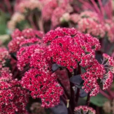 Очиток (седум) РЕД КАУЛИ в Слуцке