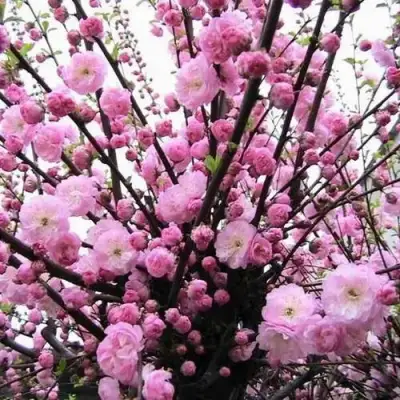 Миндаль ТРЁХЛОПАСТНЫЙ (луизеания) в Слуцке