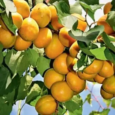 Абрикос БРЯНСКИЙ РАННИЙ в Слуцке