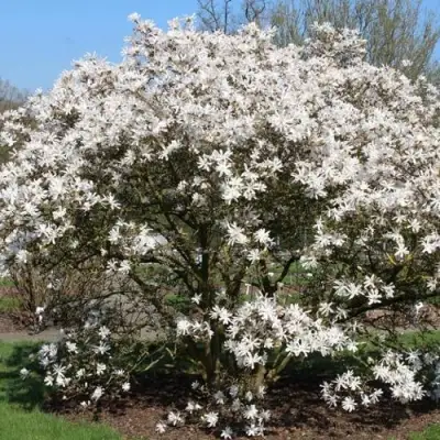 Магнолия КОБУС в Слуцке