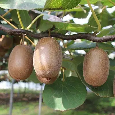 Актинидия ЗАКАРПАТЬЕ киви в Слуцке