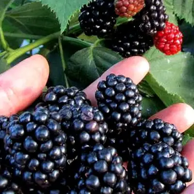 Ежевика ЭВЕРГРИН бесшипная  в Слуцке