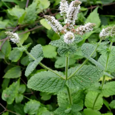 Мята яблочная в Слуцке