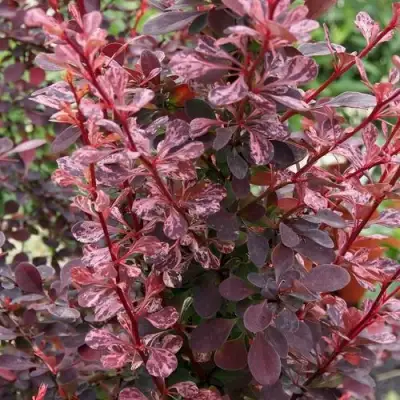 Барбарис РОУЗ ГЛОУ тунберга в Слуцке