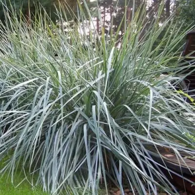 Элимус БЛЮ ДЮН песчаный в Слуцке