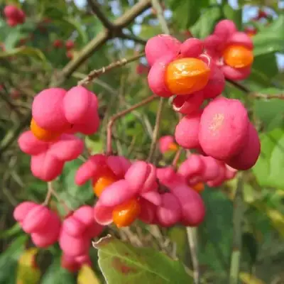 Бересклет ЕВРОПЕЙСКИЙ в Слуцке