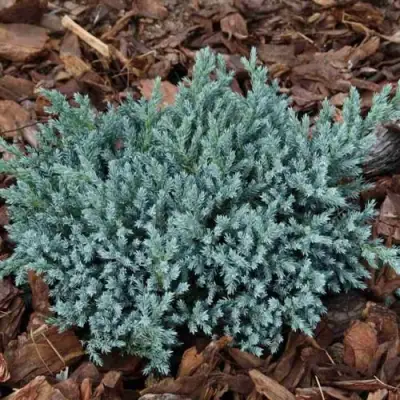 Можжевельник БЛЮ СПАЙДЕР чешуйчатый в Слуцке