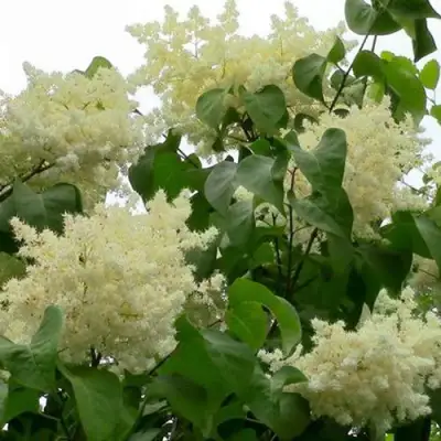 Сирень АМУРСКАЯ в Слуцке