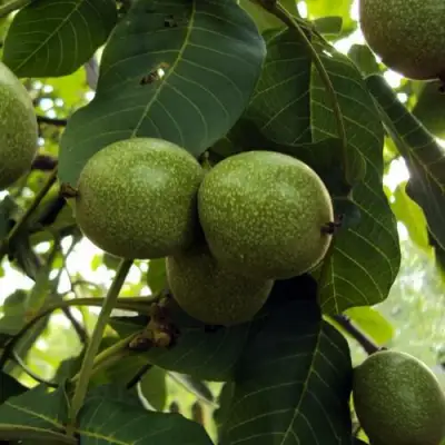 Грецкий орех ПИНСКИЙ в Слуцке