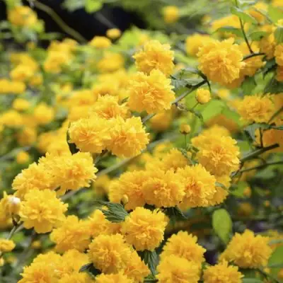 Керрия японская АУРЕОВАРИЕГАТТА в Слуцке