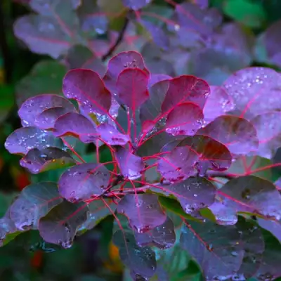 Скумпия ГРЕЙС в Слуцке