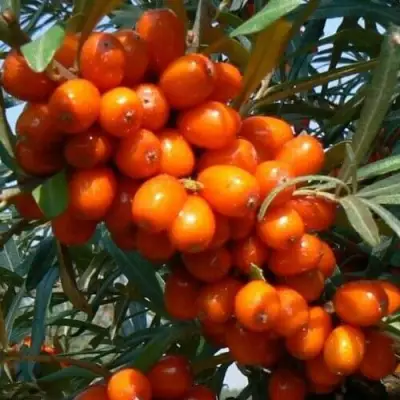 Облепиха ПЛАМЕННАЯ в Слуцке