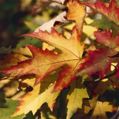 Клен серебристый в Слуцке