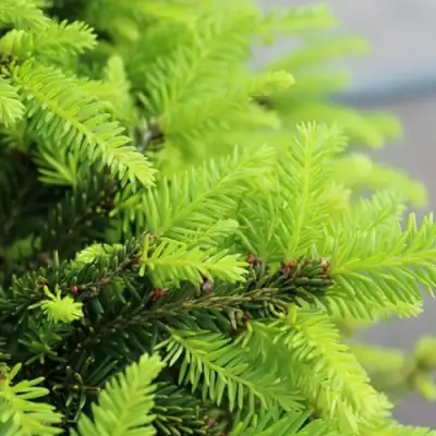 Ель НИДИФОРМИС обыкновенная в Слуцке