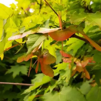 Клен ложноплатановый в Слуцке