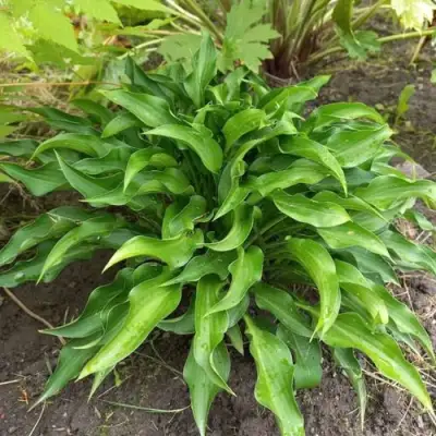 Хоста ГАРРИ ВАН ТРИЕР в Слуцке