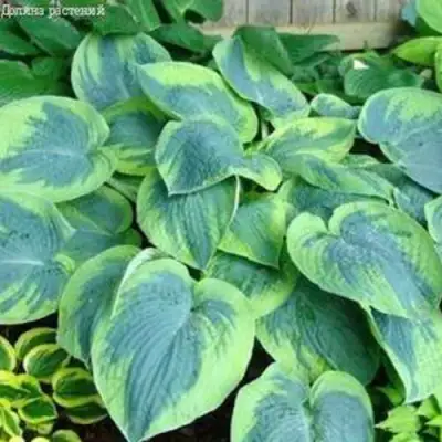 Хоста ТОКУДАМА ФЛАВОЦИРЦИНАЛИС гибридная в Слуцке