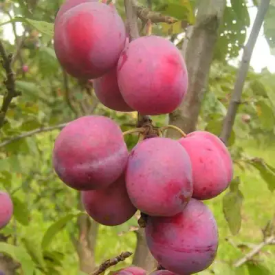 Слива ЭДИНБУРГСКАЯ в Слуцке