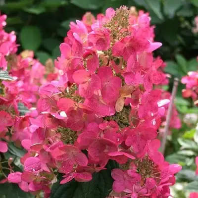 Гортензия МЕГА МИНДИ метельчатая в Слуцке