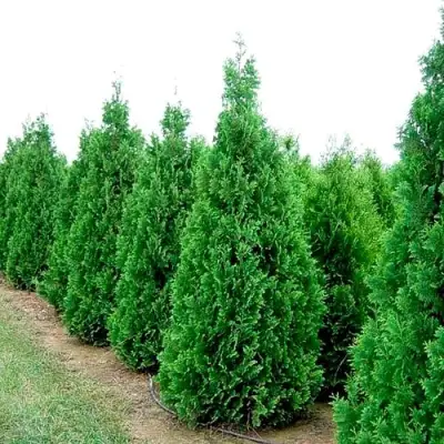 Туя СПИРАЛИС западная в Слуцке