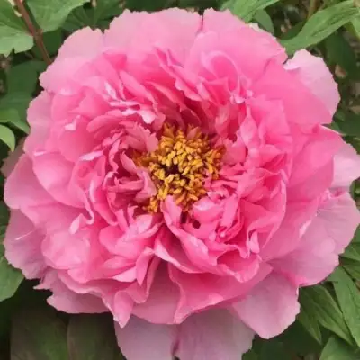 Пион РОЗОВЫЙ ЛОТОС древовидный в Слуцке