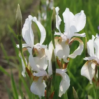 Ирис АЛЬБА сибирский в Слуцке