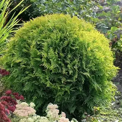 Туя ЕЛЛОУ ГЛОБ западная в Слуцке