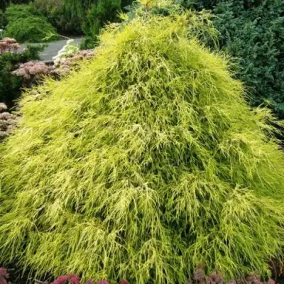 Кипарисовик ФИЛИФЕРА АУРЕА горохоплодный в Слуцке