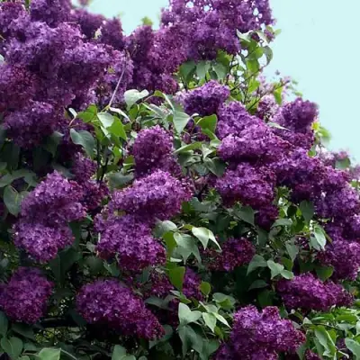 Сирень ИНДИЯ в Слуцке