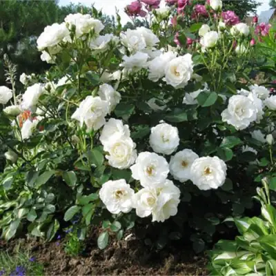 Роза АЛАБАСТЕР флорибунда в Слуцке