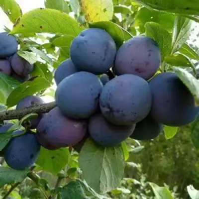 Слива КРОМАНЬ в Слуцке