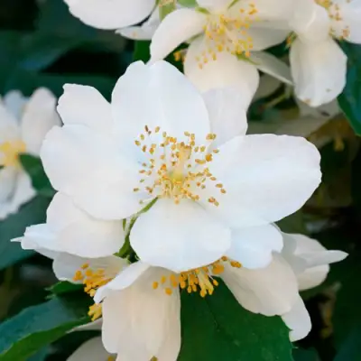 Жасмин ЮСТИНКА в Слуцке