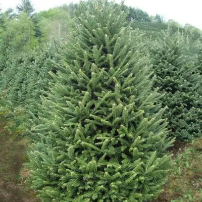 Пихта ФРАЗЕРА в Слуцке
