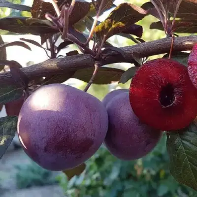 Слива ПАННА в Слуцке