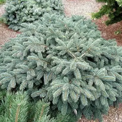 Ель НАНА сизая в Слуцке