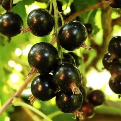 Смородина чёрная НАРА в Слуцке