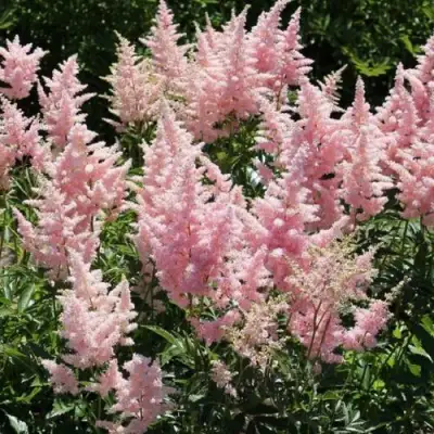 Астильба ГЛИТТЕР ЭНД ГЛАМУР китайская в Слуцке