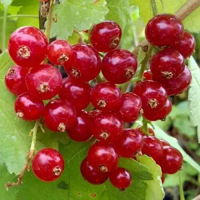 Смородина красная РОНДОМ в Слуцке