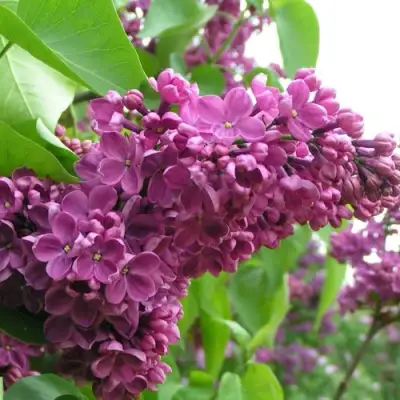 Сирень ДЕНЬ ПОБЕДЫ в Слуцке