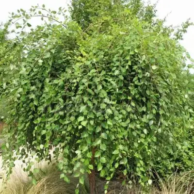 Береза САММЕР КАСКАД черная в Слуцке