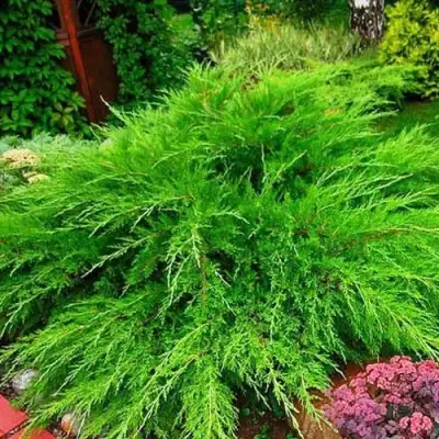 Можжевельник МИНТ ДЖУЛЕП средний в Слуцке