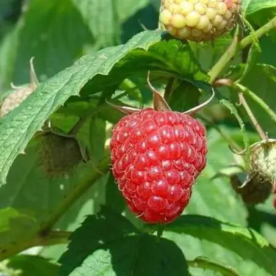 Малина КВЕЛЛИ в Слуцке