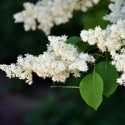 Сирень АМУРСКАЯ в Слуцке