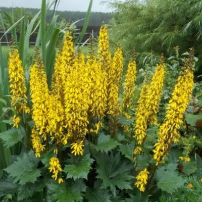 Бузульник ПРЖЕВАЛЬСКОГО в Слуцке