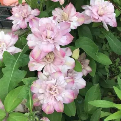 Клематис ИННОСЕНТ БЛАШ в Слуцке