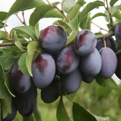 Слива РЕНКЛОД в Слуцке